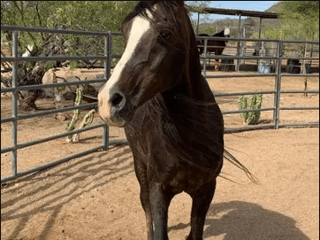 Arizona Equine Rescue